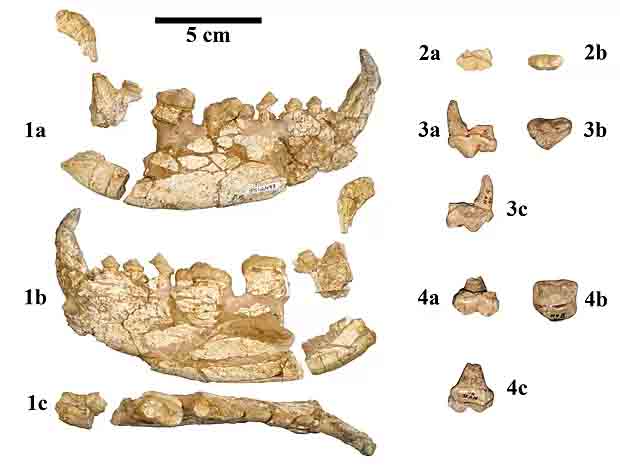 Os profissionais também encontraram fósseis da espécie na Espanha, Europa Oriental e até nos Estados Unidos. Eles acreditam que pandas-vermelhos gigantes habitavam essas regiões antes da extinção.