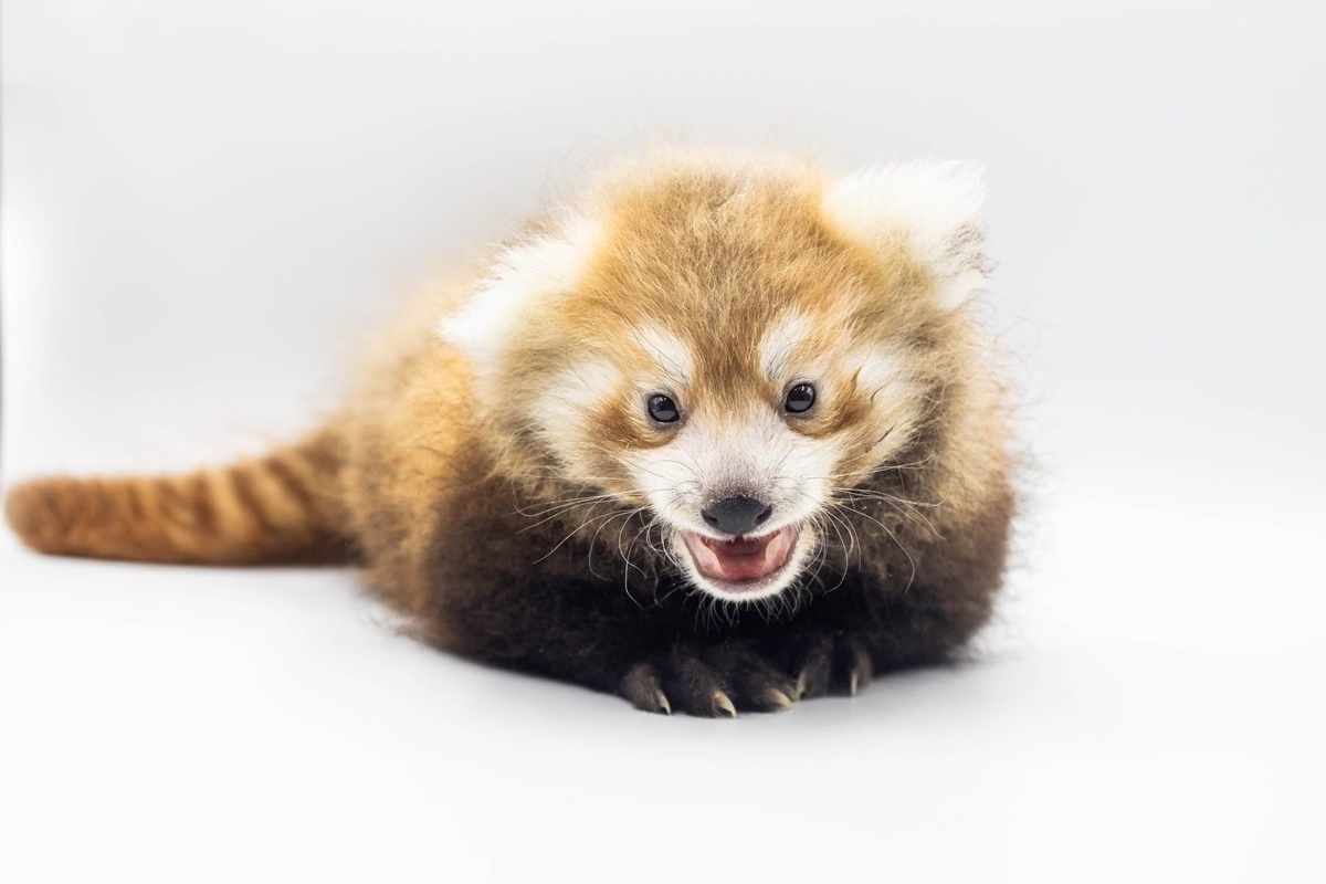 O Zoológico de Buffalo, nos Estados Unidos, anunciou o nascimento de um filhote de panda-vermelho (Ailurus fulgens). Nascido em 15 de junho, o filhote ainda sem nome é fruto da união da fêmea Himalaya, de 2 anos, e do macho Mogwai, de 4 anos.
