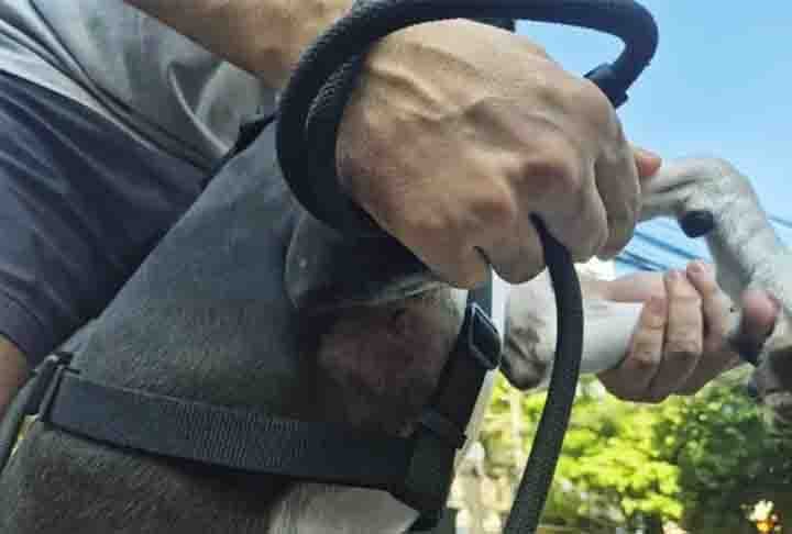 Em janeiro de 2025, um policial reformado se machucou ao tentar salvar seu cachorro, atacado por um pitbull que estava solto e sem focinheira  no bairro do Maracanã, no Rio de Janeiro (RJ). O pequeno Oreo ficou com quatro feridas após o ataque