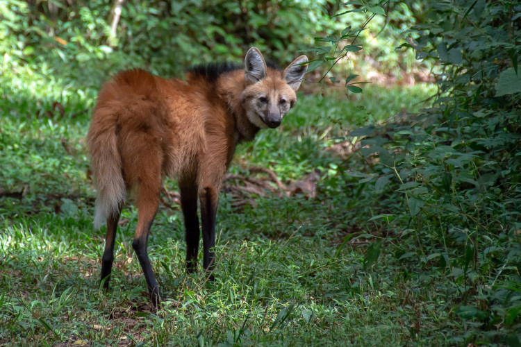 Lobo-Guará é uma das espécies mais emblemáticas do cerrado, aparecendo até mesmo nas cédulas de duzentos reais 
