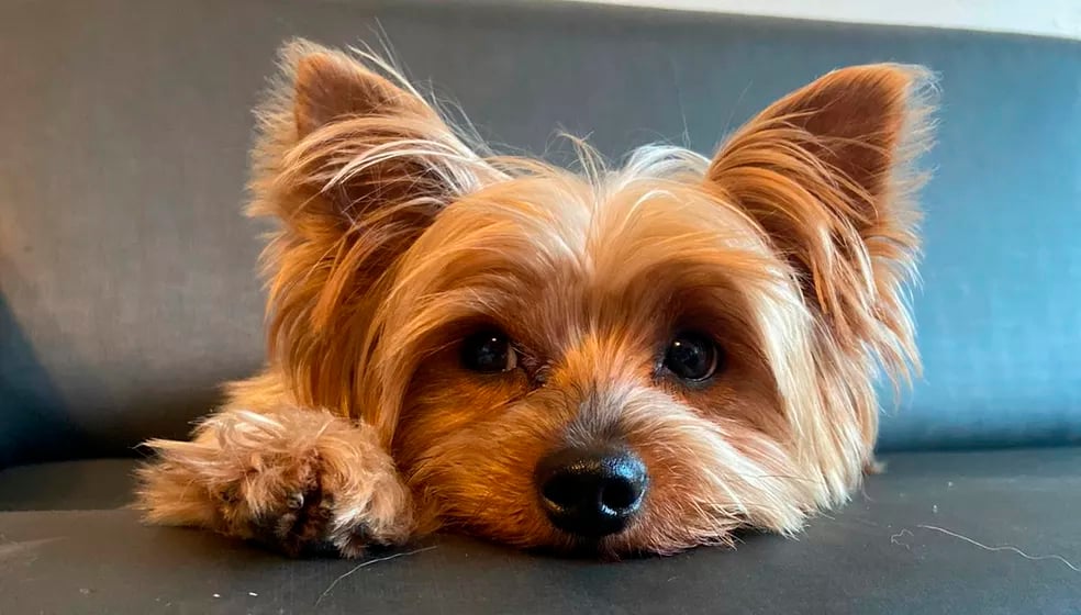 Outro yorkshire, chamado Dedé, foi morto no Rio de Janeiro por um pitbull. 