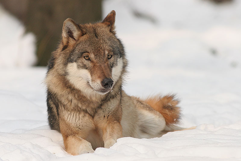 Lobo Cinzento - O uivo dessa espécie fica na faixa de 90 a 115 decibéis e curiosamente pode ser ouvido por outros lobos a uma impressionante distância de 190 km. Os uivos refletem as relações entre os integrantes de uma alcateia. 