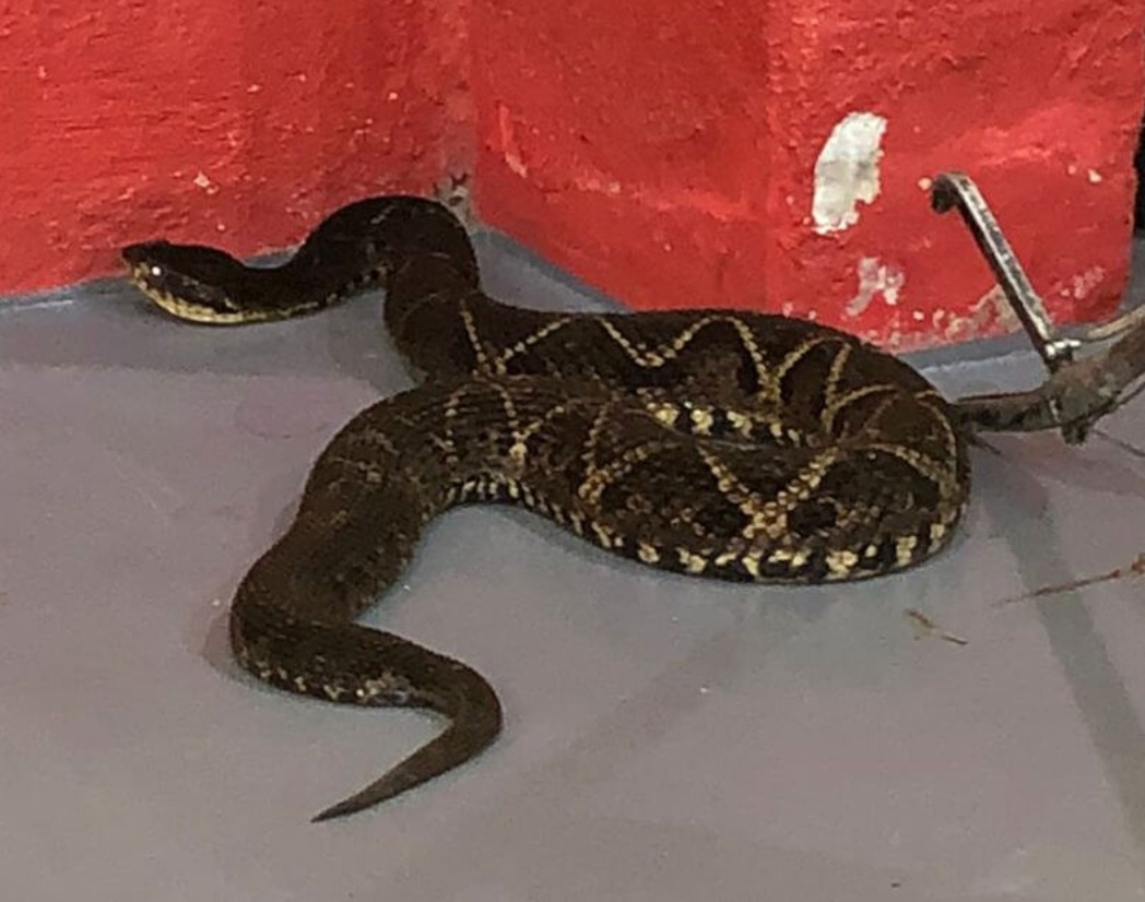 Em junho de 2023, uma cobra com veneno capaz de matar humanos foi capturada numa casa em São José, na Grande Florianópolis. Com 1,80m, a serpente da espécie Jararacuçu estava no telhado e foi retirada por bombeiros. 