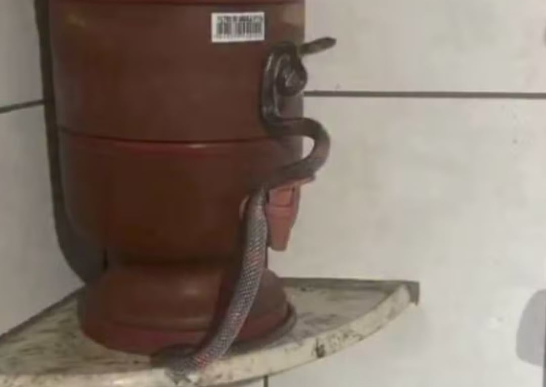 Em dezembro de 2024, uma cobra que os bombeiros chamaram de falsa coral - por não ter espécie definida - apareceu no filtro de barro de uma casa em Goiânia (GO). 
