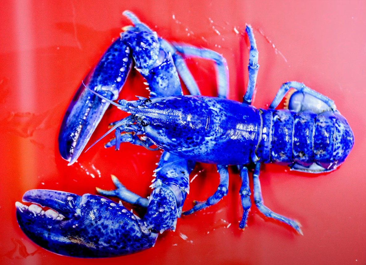 O crustáceo foi pescado em julho por Brad Myslinski, capitão do barco Sophia & Emma, em Salem. Ele chegou ao centro graças à professora Dave Winchester, que decidiu doar o animal.