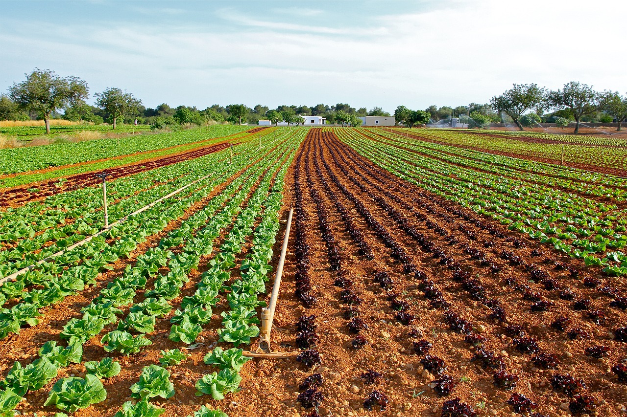 Na hora da compra, o consumidor deve optar pelo alimento fresco, que apresente cor brilhante, firme e sem manchas. Afinal, ela pode estragar rapidamente. Ela deve ser conservada na geladeira dentro de saco plástico por no máximo quatro dias.