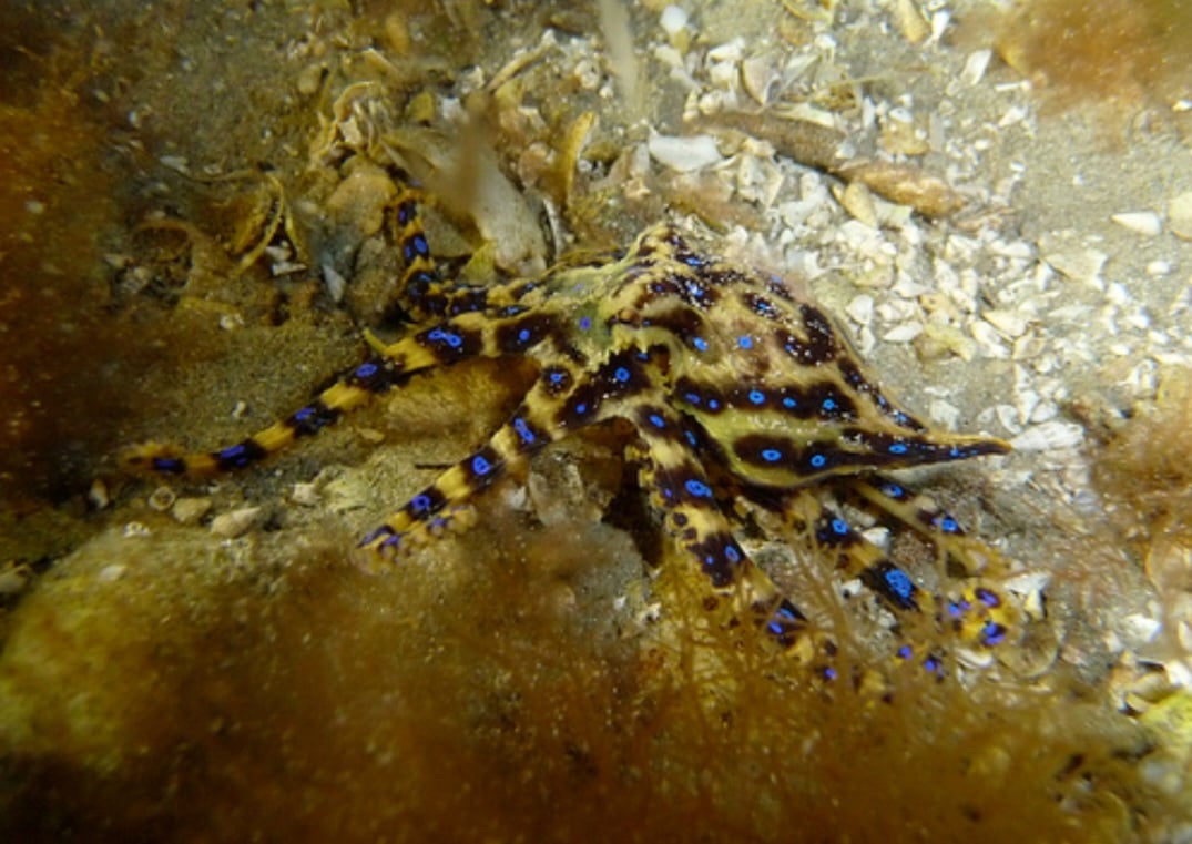 Polvo-de-anel-azul - É pequeno (cerca de 12 cm), bonito, com uma mescla de azul e amarelo que encanta. Mas uma única dose de seu veneno pode matar 20 pessoas. Vive pouco (cerca de dois anos). 