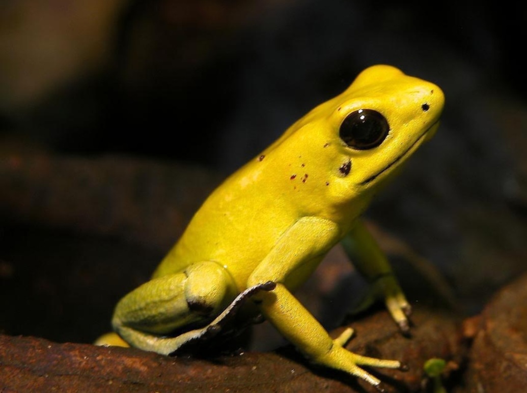 Rã-dardo - Pequenina, olhos grandes, uma das criaturas mais venenosas do planeta. Produz mais de 100 toxinas. Seu veneno é capaz de matar pelo toque da pele. Um único miligrama mata 10.000 ratos ou dois elefantes . Vive cerca de 9 anos. 
