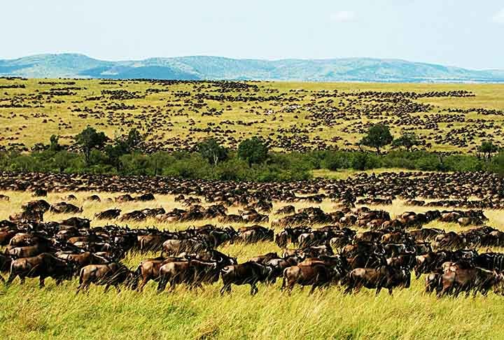 MASAI MARA NATIONAL RESERVE (Narok, Quênia) - Criado em 1961. Conhecido principalmente pela migração anual dos gnus.