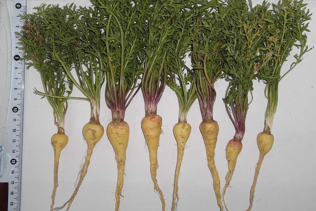 A região ao redor do lago é conhecida pelo cultivo da maca, uma raiz andina valorizada por suas propriedades nutricionais e inúmeros benefícios.