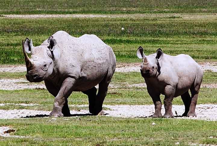 Existe até a chance de ver rinocerontes-negros raros. Sua beleza geográfica e a alta densidade de vida selvagem atraem muitos visitantes.
