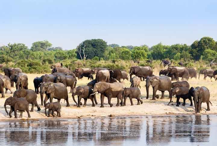 HWANGE NATIONAL PARK (Matabeleland, Zimbábue) - Criado em 1928. O maior parque nacional do Zimbábue, Hwange é famoso por suas grandes manadas de elefantes e pela diversidade de predadores.