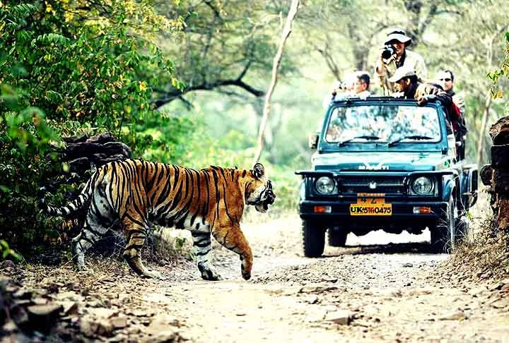 Sua popularidade se deve ao misticismo em torno dos tigres e à história fascinante da região, que atrai aventureiros e fotógrafos do mundo todo.