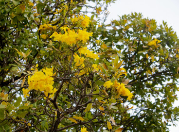 Cores da cidade: a floração dos Ipês transforma ruas e praças, embelezando o município 