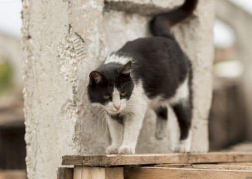 Quais são os primeiros passos que um tutor deve tomar ao perceber que o animal fugiu? Ao longo do texto, veterinária explica o passo a passo de como proceder.