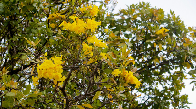 Cores da cidade: a floração dos Ipês transforma ruas e praças, embelezando o município