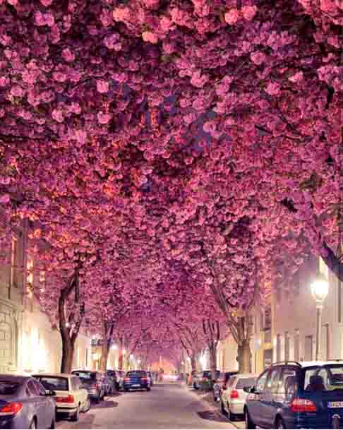 Na cidade de Bonn, notória por ser a terra natal do compositor clássico Ludwig van Beethoven, uma rua que abriga árvores dessa espécie é considerada a mais bonita da Alemanha. E atrai muitos visitantes. 