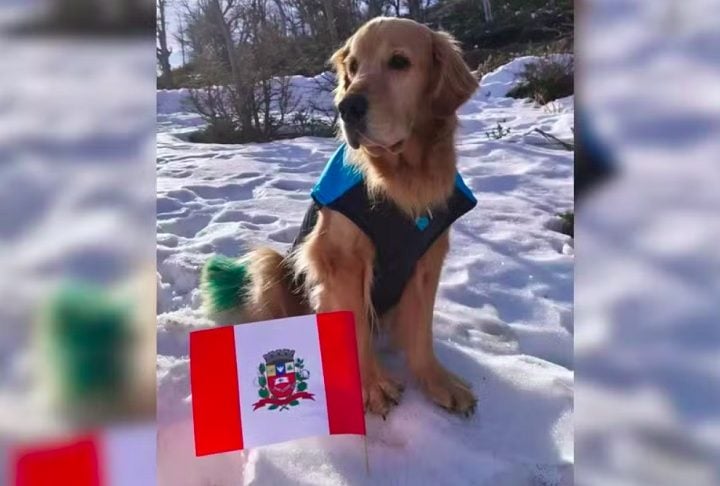 Em uma das postagens, ela escreveu: Dirigi 5 mil km para ver isso. Para ter esse prazer de tirar exatamente essas fotos, para ver ele andando na neve, provando a sensação.