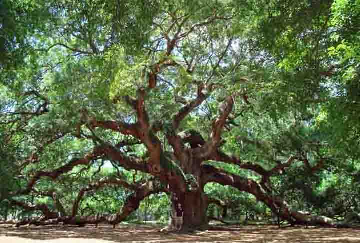 Carvalho - Os carvalhos na ilha de John, nos Estados Unidos, são mais do que testemunhas do tempo, são guardiões da história da Carolina do Sul, sendo símbolos que resistiram ao tempo.