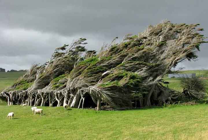 Vamos conhecer, então, as árvores mais belas, mergulhando em um espetáculo de ramos entrelaçados, flores coloridas e formas imponentes.