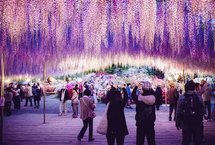 Glicínia - Também conhecida como Wisteria, não apenas acrescenta beleza aos jardins do Japão, mas também carrega consigo uma rica tradição cultural, sendo símbolo de romance e poesia japonesa. Foi introduzida nos Estados Unidos em 1830.