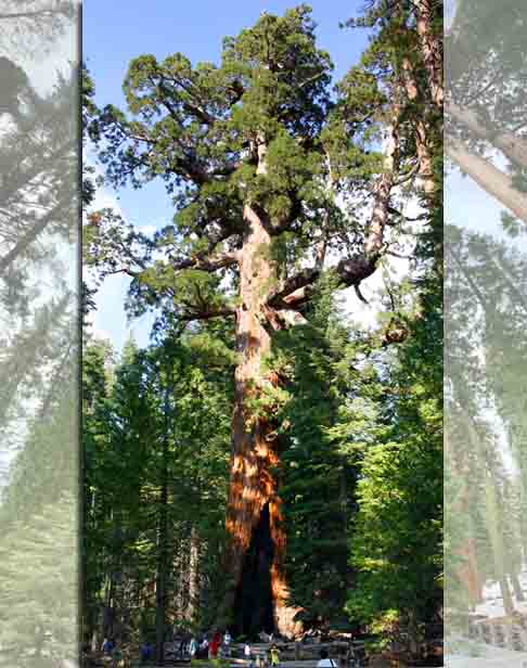 Seus frutos são conhecidos como cones, por necessitarem de muita água. Geralmente são encontradas perto de lagos e riachos. Os esquilos são seus principais disseminadores e, por serem ativos o ano todo, espalham sementes quando o cone é comido.