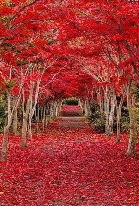 Maple Túnel - Localizado no Oregon, nos Estados Unidos, além de possuir estética encantadora, destoa pela presença dos bordos, que é símbolos não apenas do Oregon, mas também do Canadá e de muitas outras regiões.
