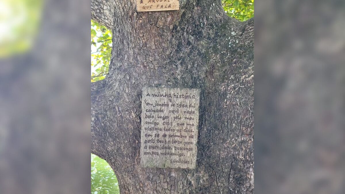 No Sul de Florianópolis, a praia do Ribeirão da Ilha guarda uma atração curiosa: a “árvore que fala”. Plantada em 11 de janeiro de 1960 por 