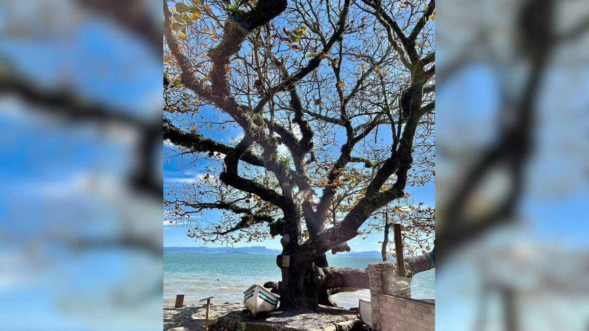 Após sua morte, em 2011, o irmão Alécio registrou a história em uma porta de armário, transformada depois em placa fixada no tronco pelo genro Jailton Bertholino Amandio. Hoje, além de sua beleza natural, o local recebe visitantes que deixam bilhetes com recados, agradecimentos e pedidos ao lado da árvore.