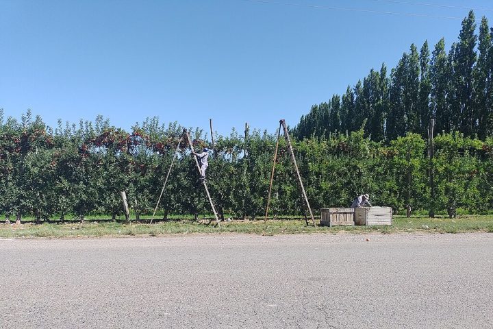 É uma região conhecida principalmente por sua produção frutícola, especialmente maçãs e peras, que são exportadas para todo o mundo.