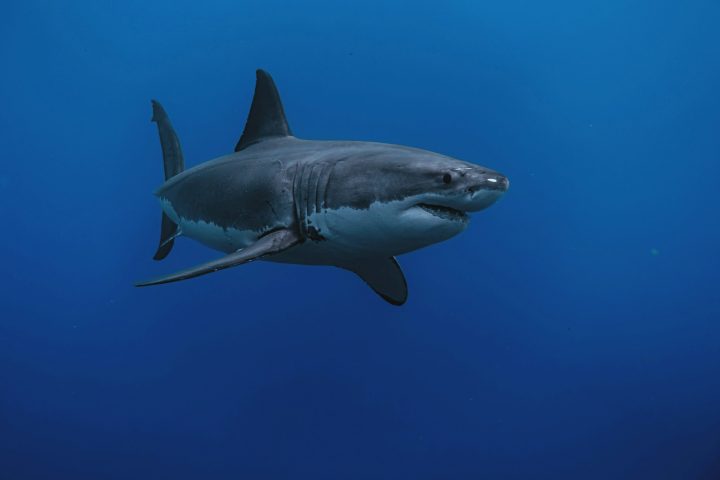 Apesar da fama de “assassino”, ataques a humanos são raros e, na maioria das vezes, por engano.