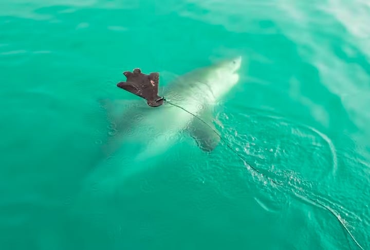 A cena foi presenciada por Mark Morgenthal, que relatou ter visto um enorme tubarão-branco atacar um surfista.