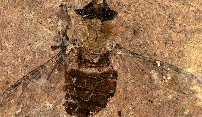 O principal valor do achado é que ele auxilia nos estudos sobre a evolução de moscas que existem hoje em dia. A mosca-serra fossilizada ganhou dos pesquisadores o nome de Baladi Warru, em referência aos aborígenes Wiradjuri, que viveram no local em que o fóssil foi encontrado. 
