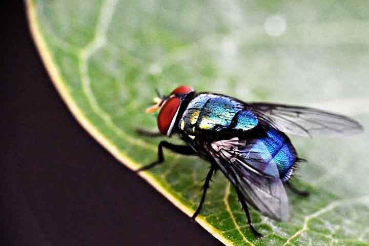 As moscas, especialmente a mosca doméstica (Musca domestica), são insetos dípteros (possuem apenas um par de asas) que convivem intimamente com os seres humanos há milênios. 