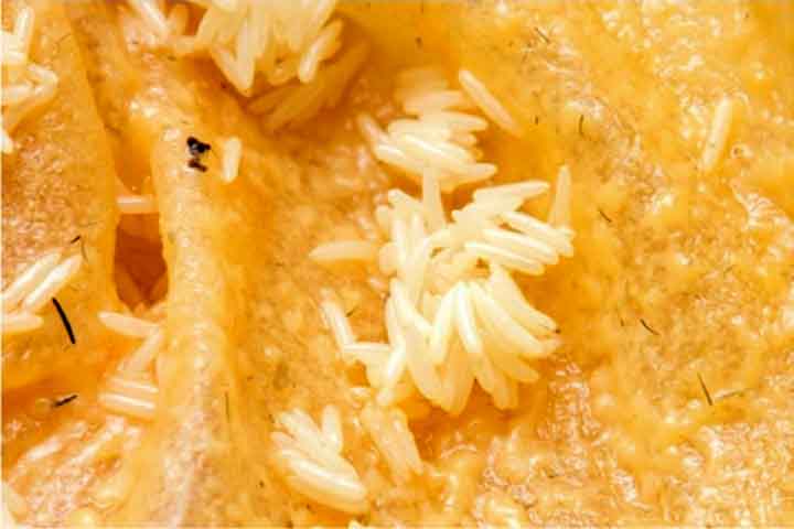 Elas se reproduzem rapidamente, o que pode fazer com que suas populações cresçam de forma exponencial em condições favoráveis. 