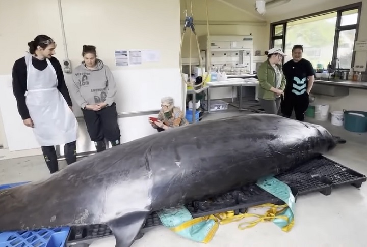 O procedimento, realizado com a colaboração de membros da tribo Maori, representou a primeira oportunidade para pesquisadores estudarem um exemplar completo e em bom estado de conservação.