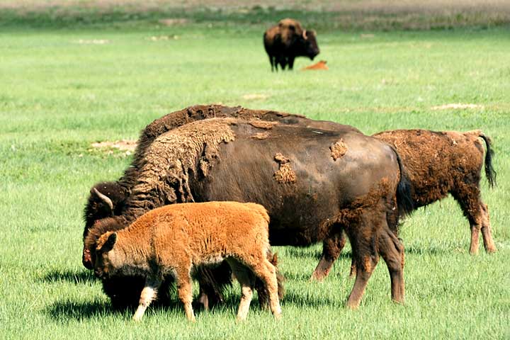 Esses animais costumam viver em grupos e se movimentar em manadas, embora os machos adultos possam viver sozinhos por períodos.