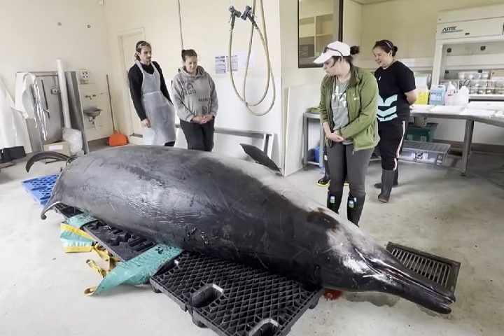 Até hoje, nenhum indivíduo desta espécie foi observado com vida em seu habitat natural, ou seja, no mar.