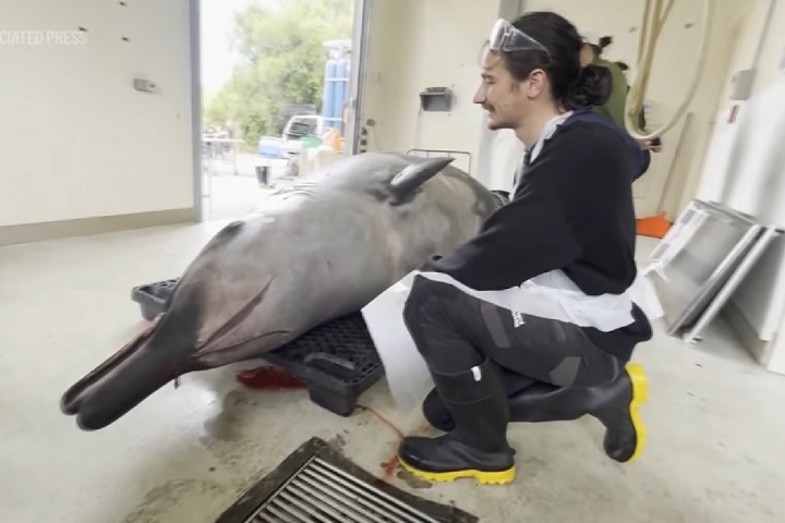 A análise revelou características anatômicas intrigantes na baleia. Uma delas é que ela tinha dentes vestigiais no maxilar superior, semelhantes aos dentes do siso em humanos.