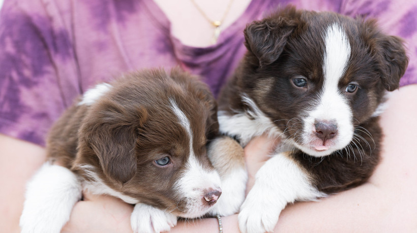 Os cachorros conseguem reconhecer seus próprios irmãos de ninhada? Confira explicação 
