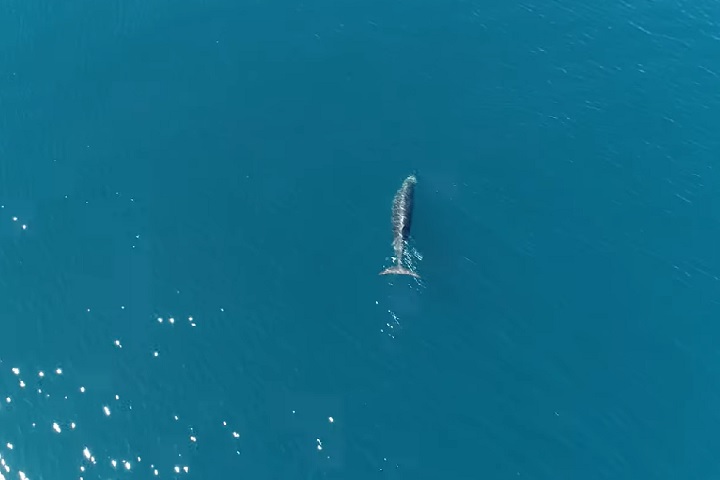 Na época, o achado chamou atenção por sua raridade: desde o século 19, apenas sete indivíduos dessa espécie haviam sido identificados.