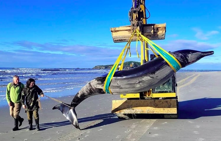 Em julho de 2024, uma rara baleia-dente-de-pá foi encontrada encalhada na praia de Taieri Mouth, uma vila pesqueira na Ilha Sul da Nova Zelândia.