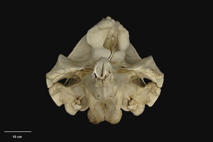 O primeiro fragmento (um pedaço de mandíbula) foi descrito pela primeira vez em 1872, na Nova Zelândia.