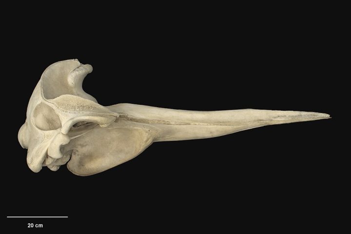 O que se sabe sobre ela é limitado e veio, principalmente, de ossos isolados encontrados ao longo de quase dois séculos.