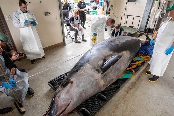 O espécime, um macho de aproximadamente cinco metros de comprimento, foi submetido a uma dissecação científica.