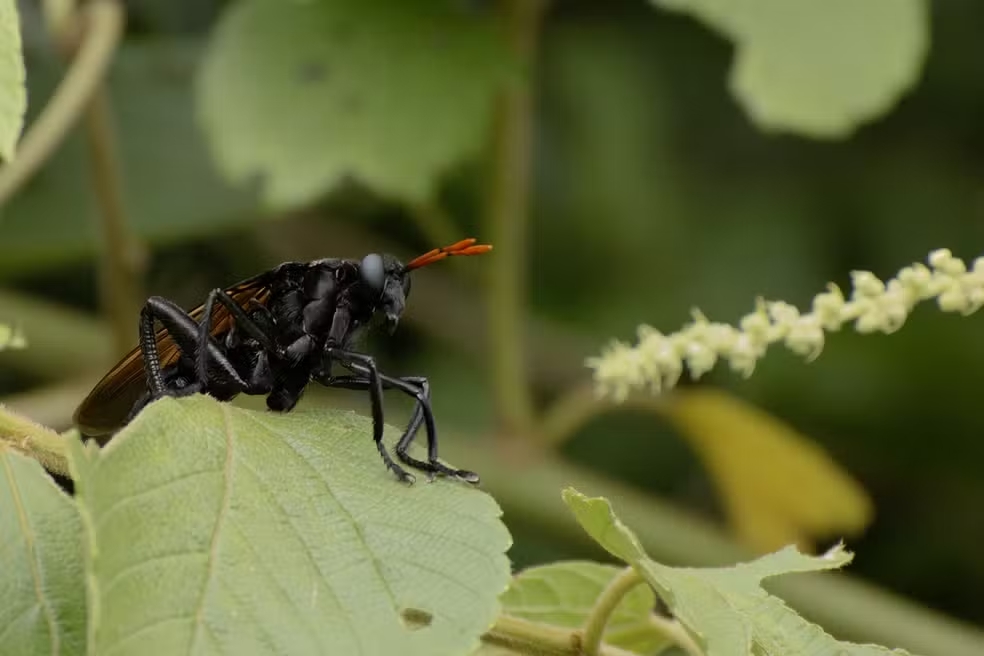 A maior mosca do mundo tem origem brasileira: a Gauromydas heros, capaz de atingir até 7 centímetros, quase o tamanho de um beija-flor. Sua aparência engana à primeira vista, já que lembra muito uma vespa caçadora.