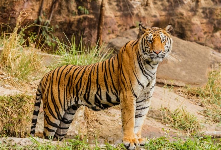Um tigre pode viver entre 10 e 15 anos na natureza, mas pode ultrapassar 20 anos em cativeiro. A maior ameaça atual é a destruição de seu habitat e a caça para comércio ilegal de partes do corpo