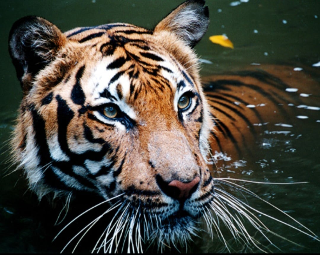 A data foi criada em 2010 durante um encontro internacional para salvar as populações selvagens que vinham diminuindo drasticamente.
