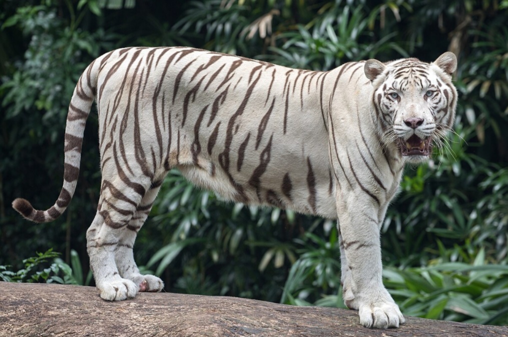 Há registros de tigres brancos, que não são uma subespécie, mas uma variação genética rara do tigre-de-bengala.