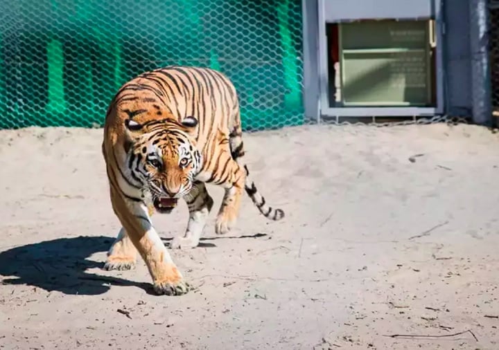 Vários projetos de conservação têm atuado para proteger os tigres, com monitoramento, combate à caça ilegal e preservação de áreas naturais. A colaboração internacional tem sido essencial para o sucesso dessas ações.